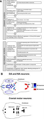 Chemical Genetics Screen Identifies Epigenetic Mechanisms Involved in Dopaminergic and Noradrenergic Neurogenesis in Zebrafish